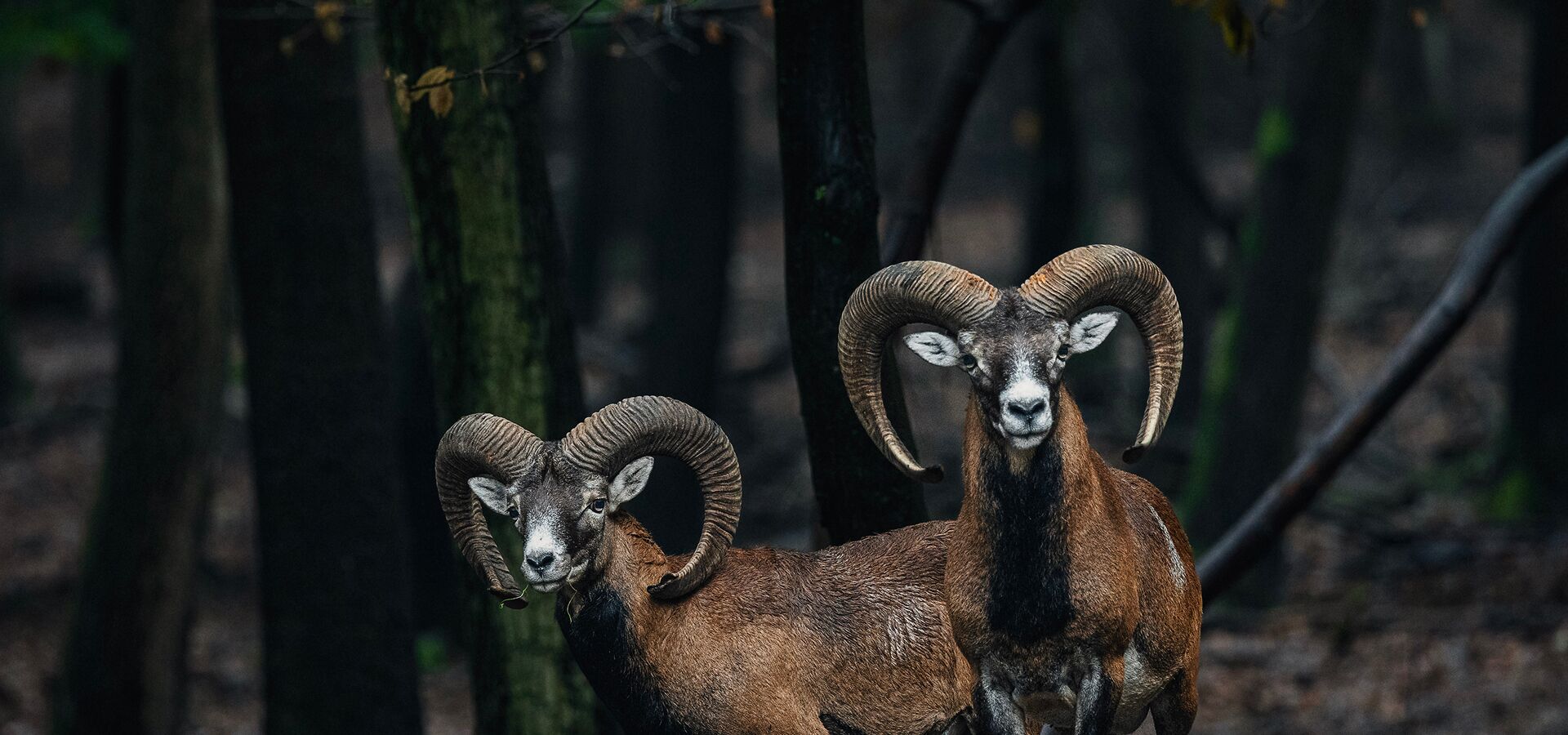 Exkluzív vadászatok Magyarországon